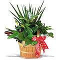 Picnic Basket Tropical Planter