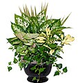 Dynasty Black Tropical Planter