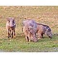 Stewart Parr 'Warthogs in Botswana National Park' Unframed Print