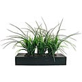 Laura Ashley Green Grass in Contemporary Wood Planter