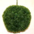 Good Tidings 2338 Sprengeri Kissing Ball