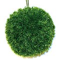 Good Tidings 12-inch Kissing Ball Sprengeri