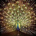 Ani DiFranco - Which Side Are You On?