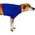 American Apparel Royal Blue/Red Baby Rib Dog Tee