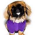 American Apparel Purple/LavenderBaby Rib Dog Tee