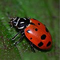 Sun Joe 1,800 Live Ladybugs