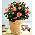 Potted Pink Roses
