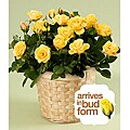 Potted Yellow Rose