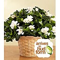 Potted Fragrant Gardenia