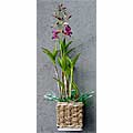 Potted Dendrobium Plant