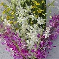 Dendrobium/ Oncidium Orchid Assortment (12 Stems)