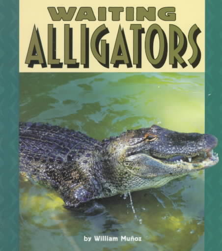 Waiting Alligators