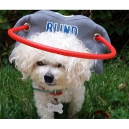 Muffin's Halo My Blind Dog Style