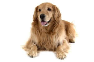 Your dog deserves the best at mealtime