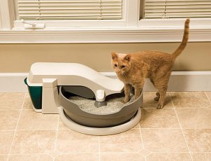 Cat with a litter box