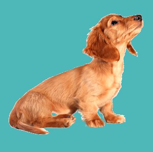 Cute dachshund puppy is a new pet