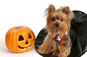 Cute dog with Halloween jack-o'-lantern and witch's hat