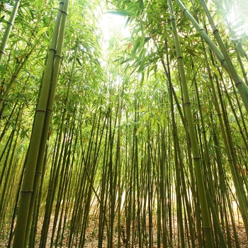 Shop Bamboo Furniture