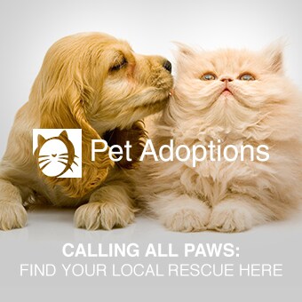 Pet Adoptions