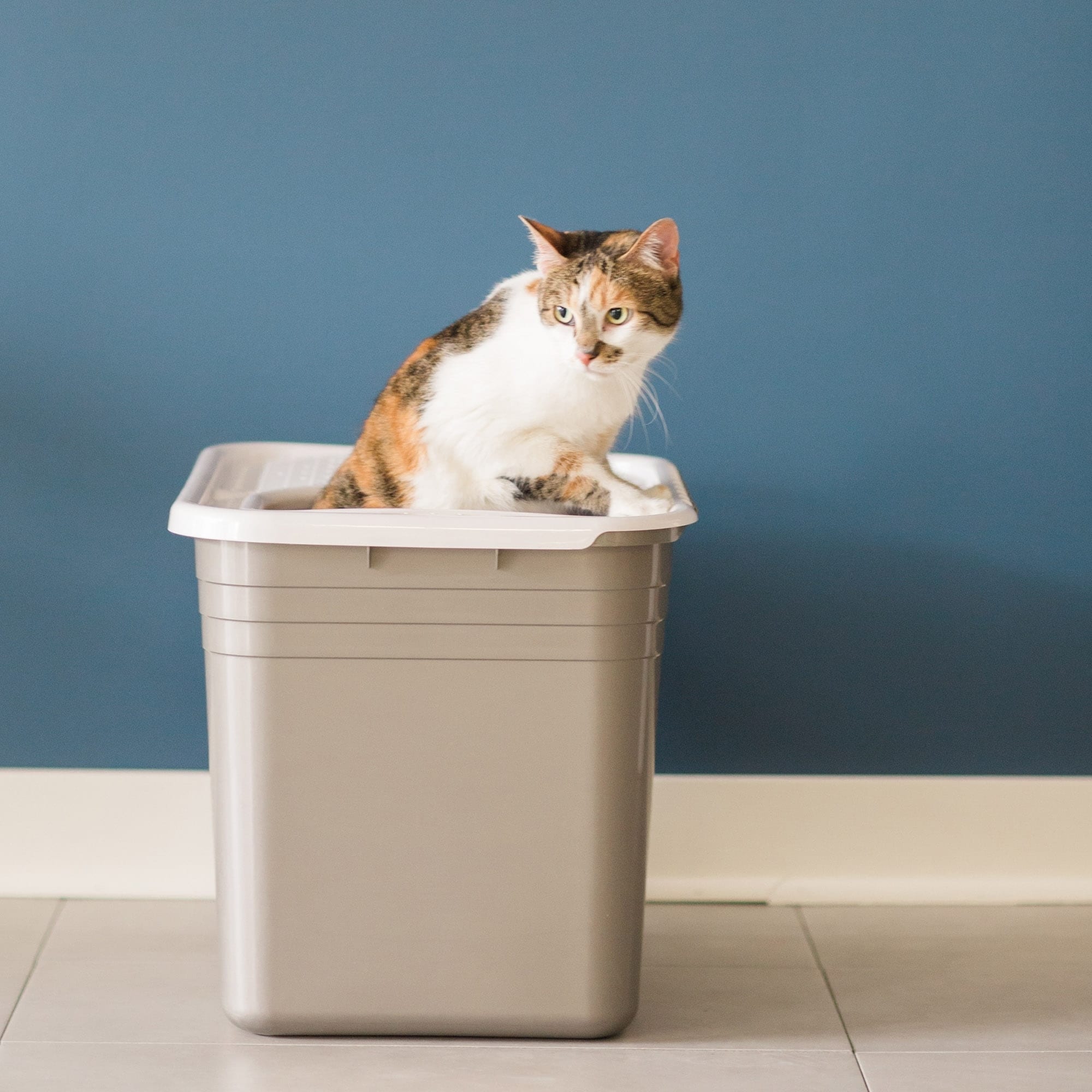 petmate top entry litter box