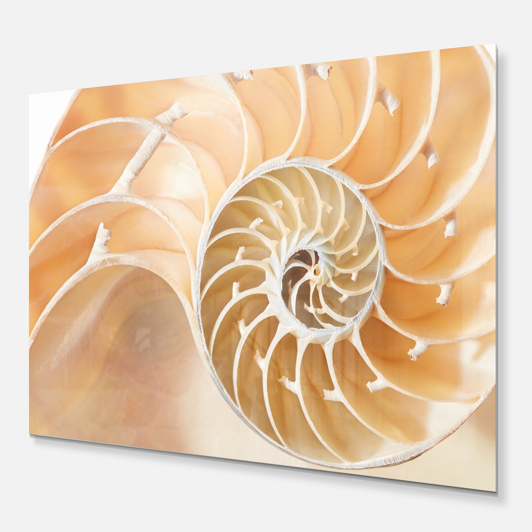 Brown Nautilus Shell Pattern Abstract Art Glossy Metal Wall Art Overstock