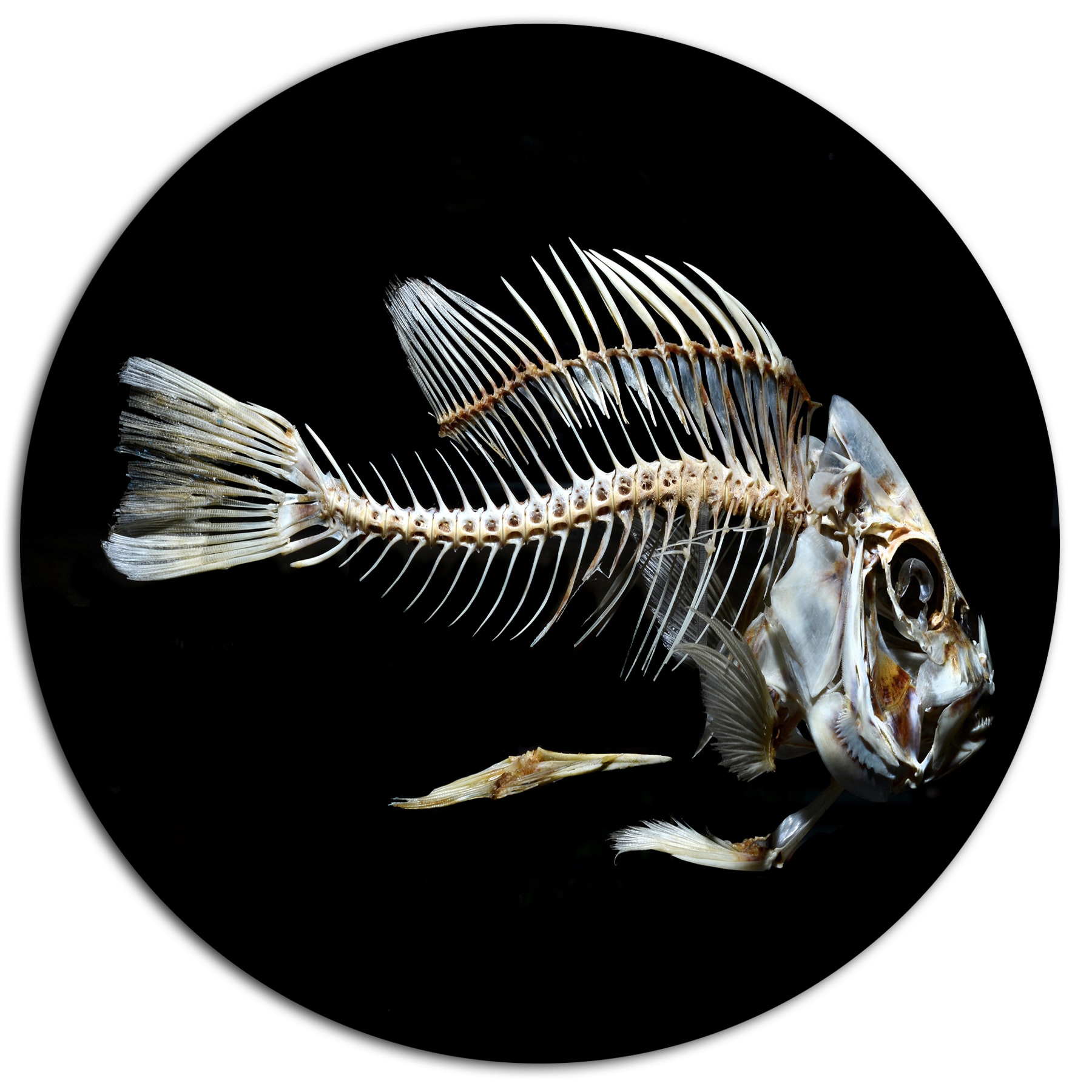 Designart Fish Skeleton Bone On Black Large Animal Metal Wall Art Designart Fish Skeleton Bone On Black Large Animal Metal Wall Art Free Shipping Today 20293305