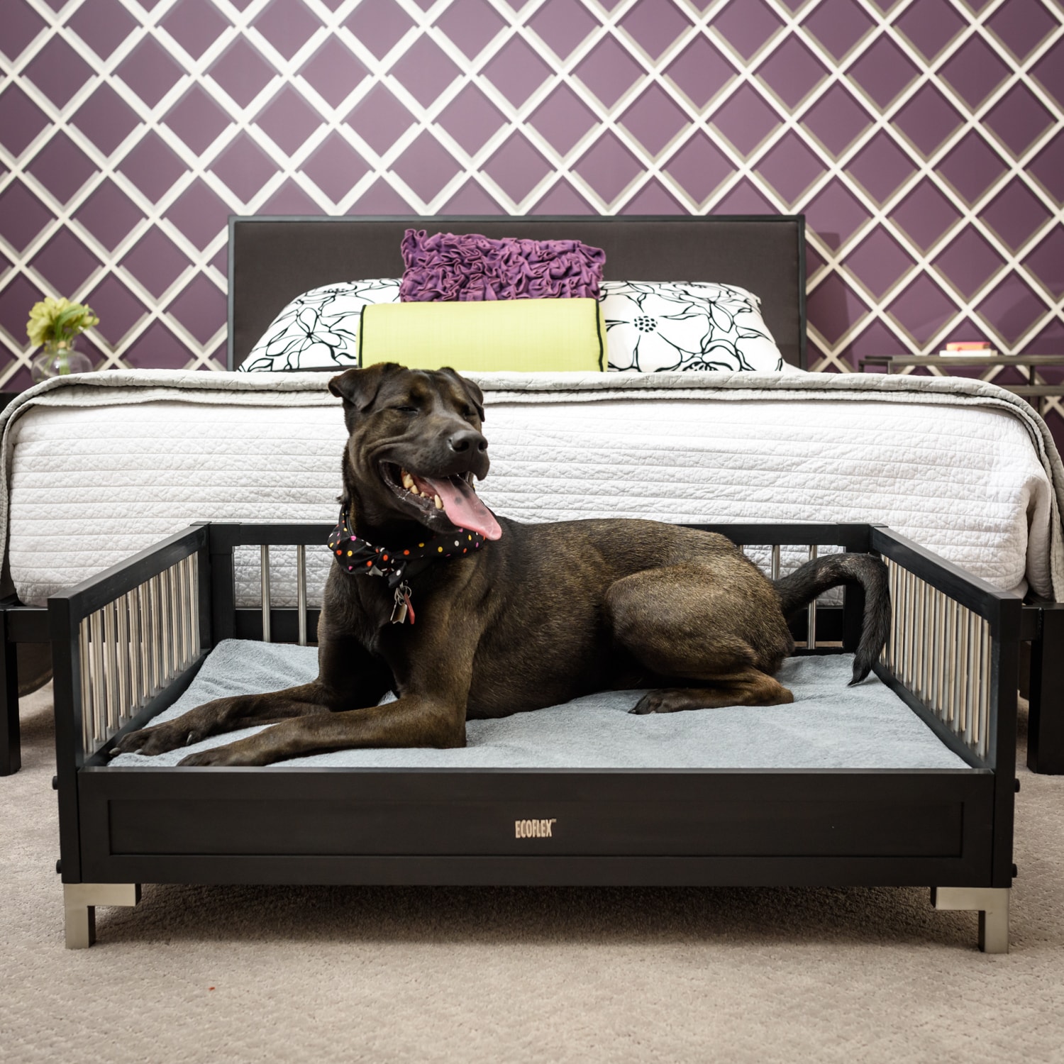 New Age Pet Ecoflex Manhattan Raised Dog Bed With Memory Foam New Age Pet Ecoflex Manhattan Raised Dog Bed With Memory Foam Cushion Free Shipping Today 14585066