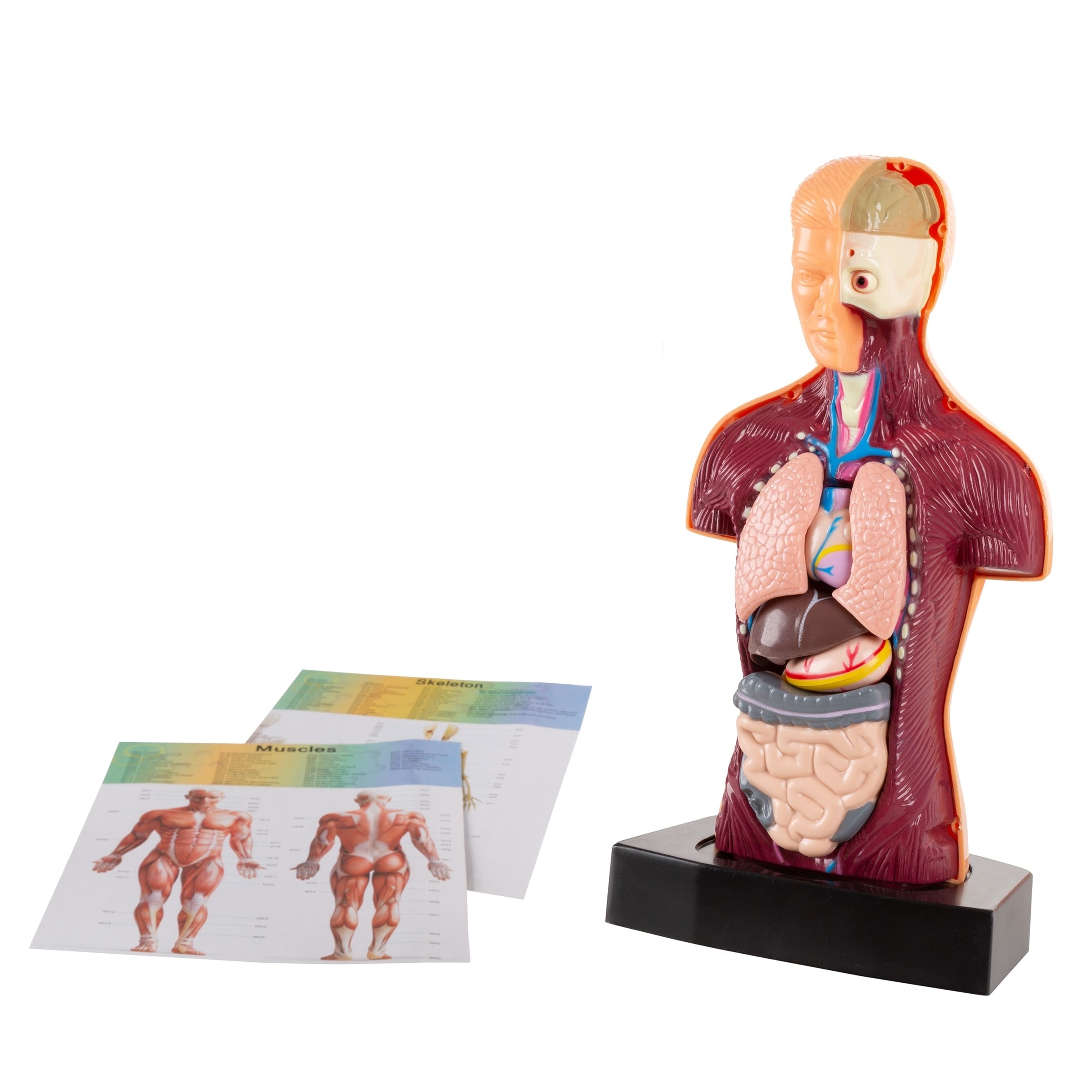 Anatomy Model Human Body Torso With Removable Organs For Science And Medical Laboratory Learning By Hey Play On Sale Overstock