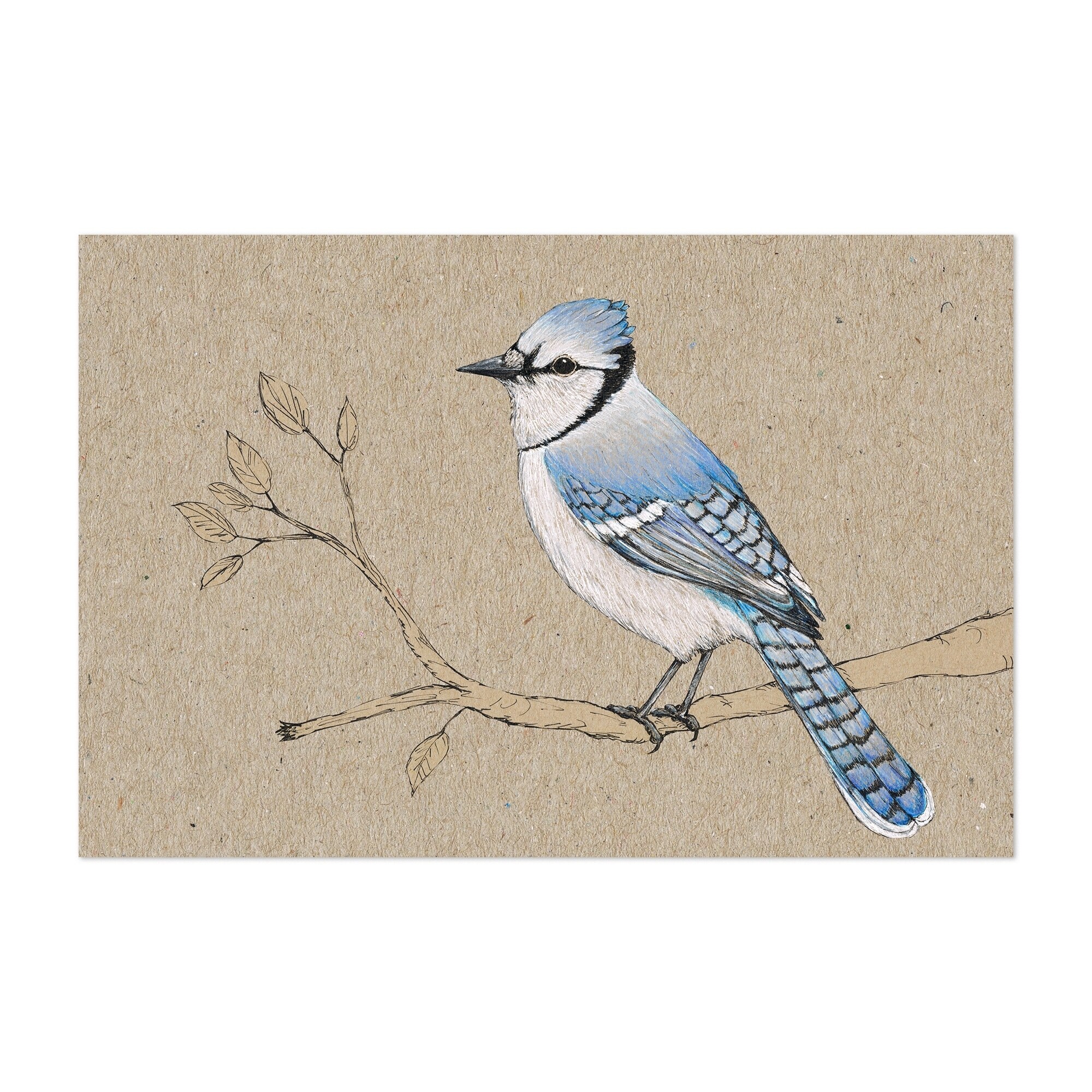 Shop Noir Gallery Blue Jay Bird Animal Drawing Unframed Art Print Poster Overstock 28722730