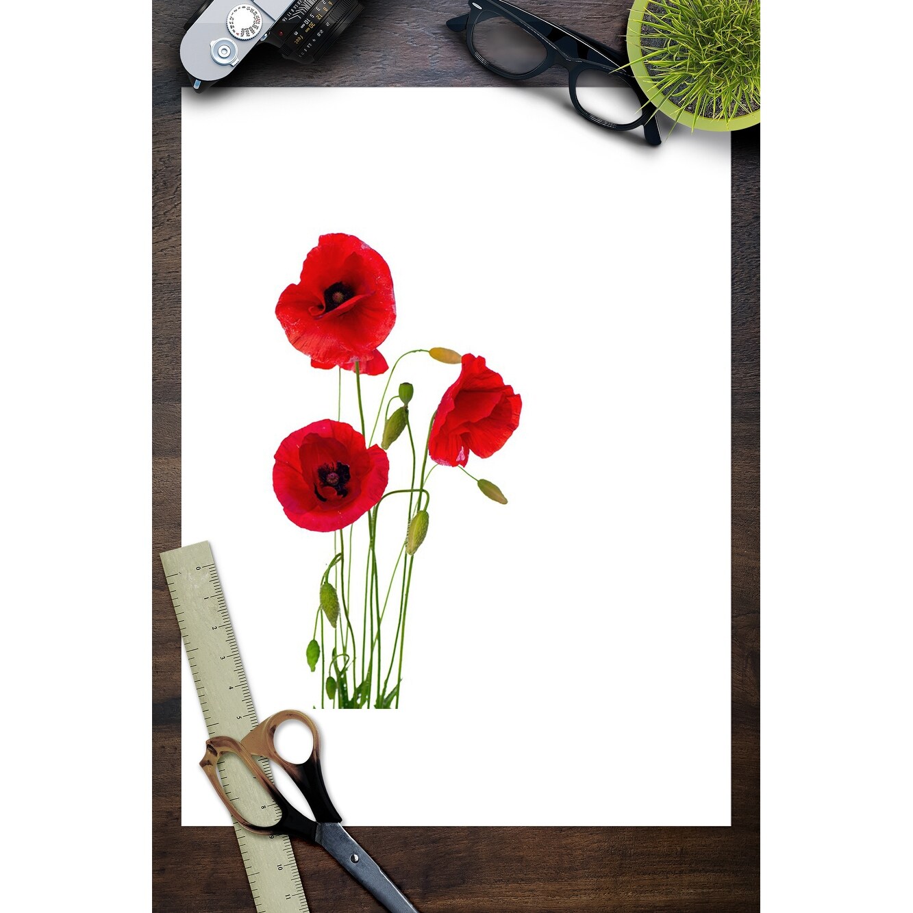 Red Poppy Flowers Isolated On A White Background Illustration A 93743 Art Print Multiple Sizes Available 9 X 12 Art Print