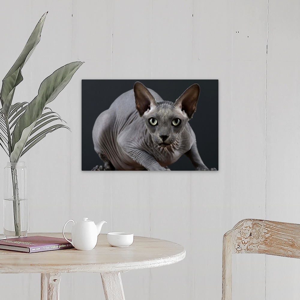 Shop Hairless Cat Canvas Wall Art Overstock 16470894