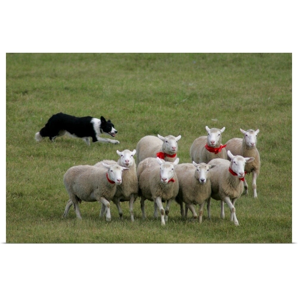 border collie herding sheep