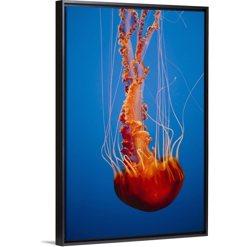 Black Sea Nettle Jellyfish Underwater In The Monterey Bay Aquarium Multi Color