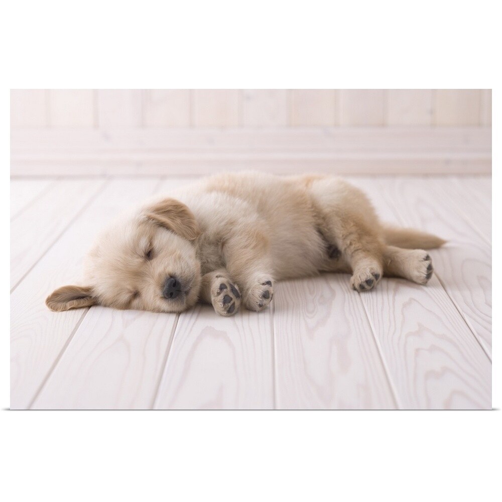 Sleeping Golden Retriever Puppy Poster Print Overstock 21001555