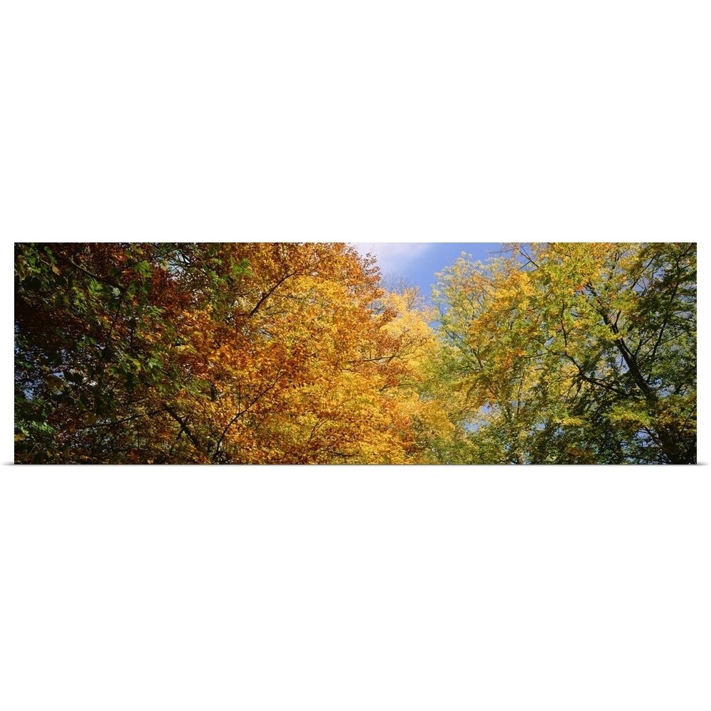 Colorful Fall Trees Facing Sky Southern Germany Multi Color