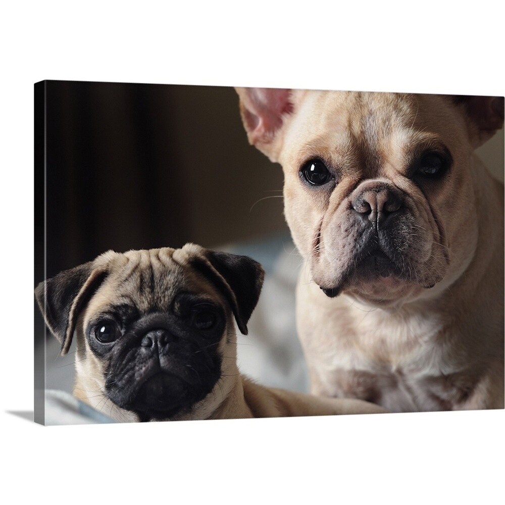 Shop Premium Thick-Wrap Canvas entitled A bulldog and a Pug lying down on the bed - Multi-color - On Sale - Free Shipping Today - Overstock.com - 21003817