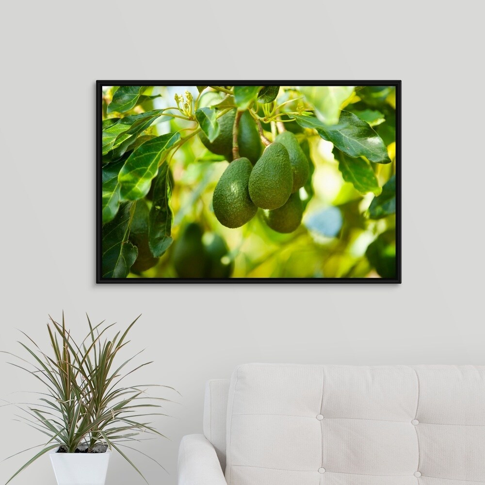 Shop Avocados On A Tree Santa Paula Ventura County California