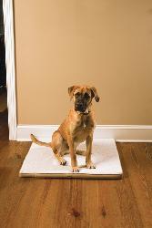 PetSafe Large Stay! Mat/ The Wireless Crate. Opens flyout.