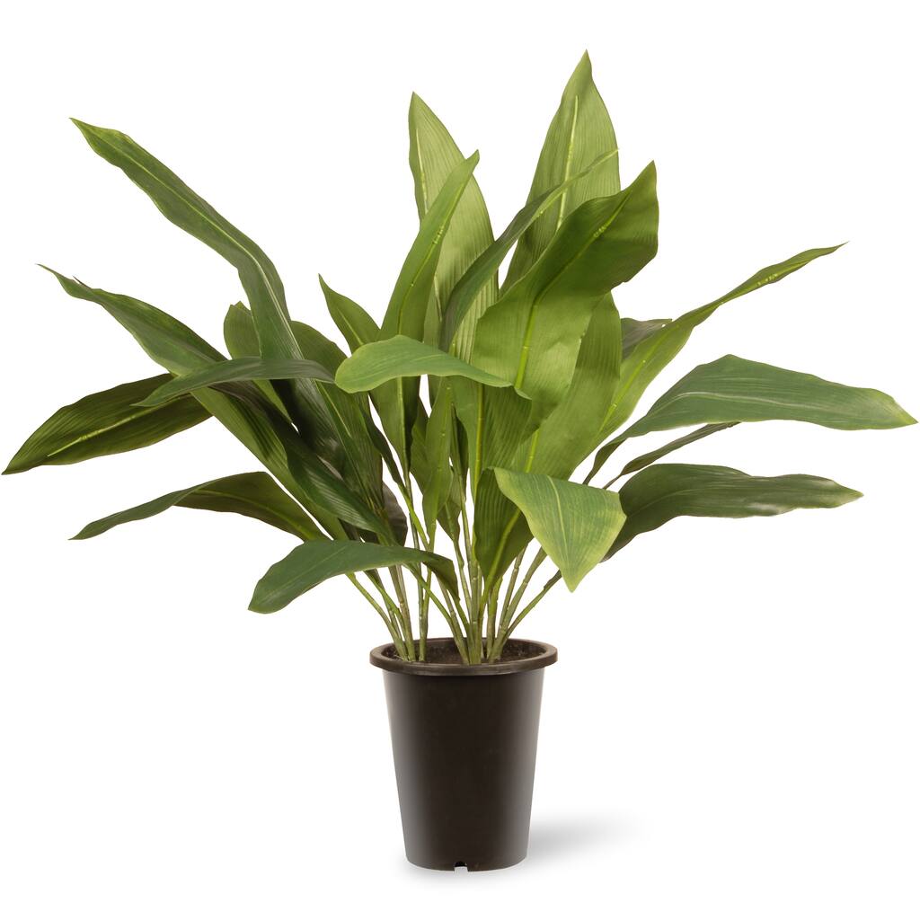 Green 30-inch Aspidistra Plant in Black Pot