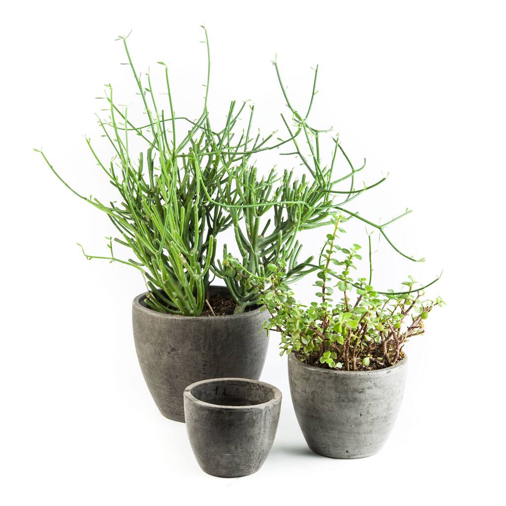 Eco-concrete Bua Planter , Handmade in Vietnam