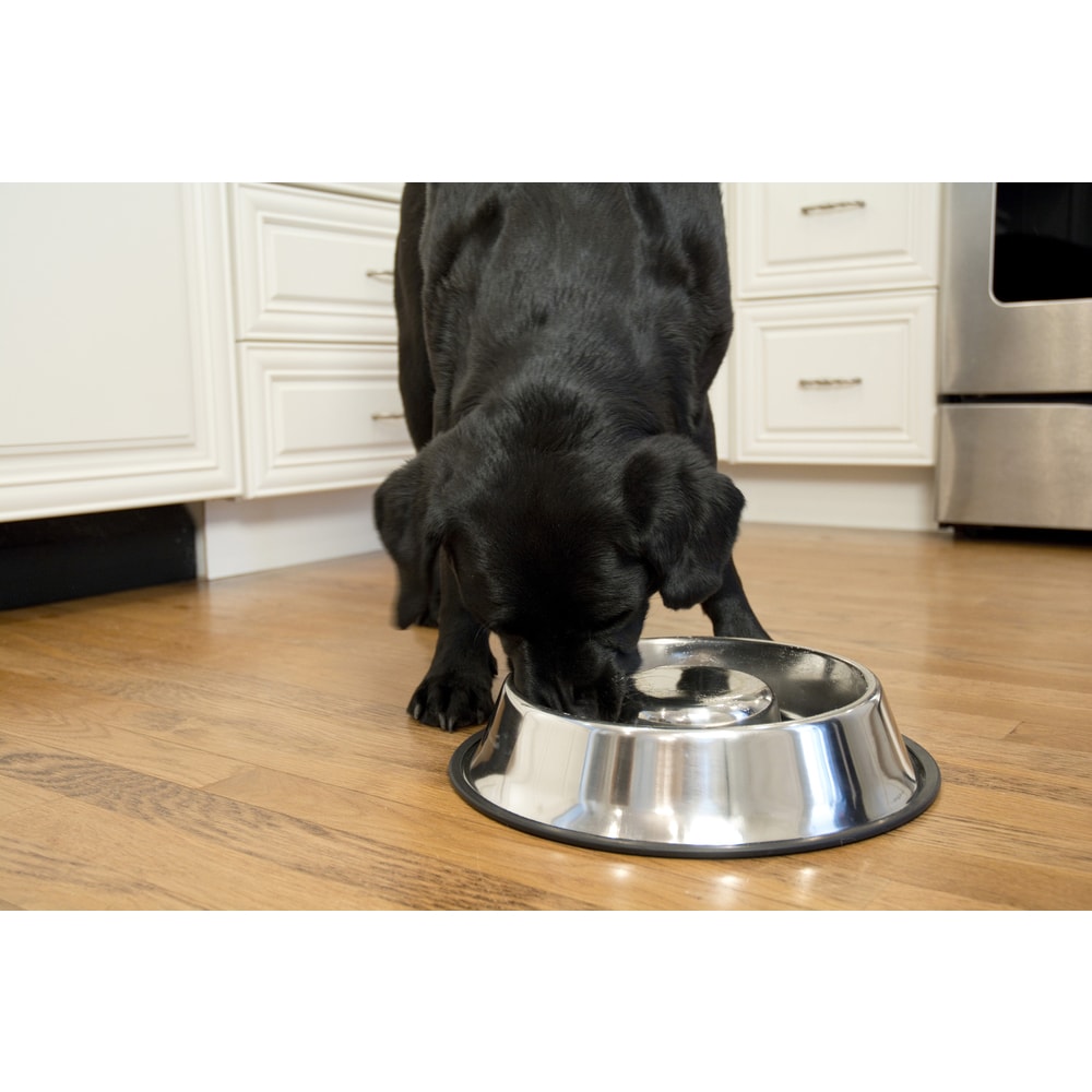 Digital Scale Dog Feeding Bowl, Removable Washable Stainless Steel Bowl -  On Sale - Bed Bath & Beyond - 31306067