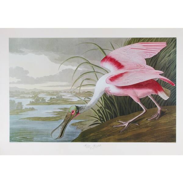 Roseate Spoonbill, Audubon Print Art - Bed Bath & Beyond - 10162855