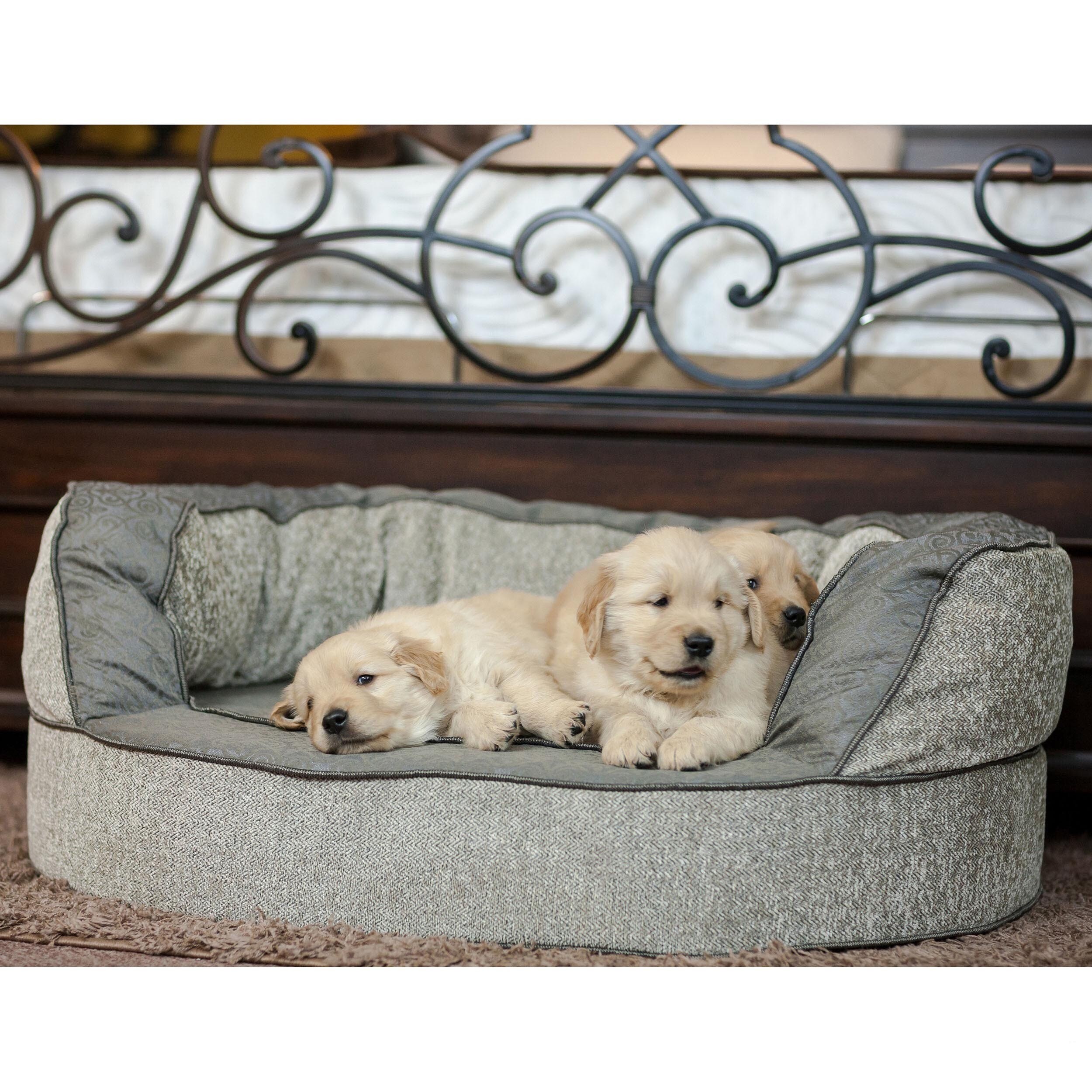 trendy dog beds