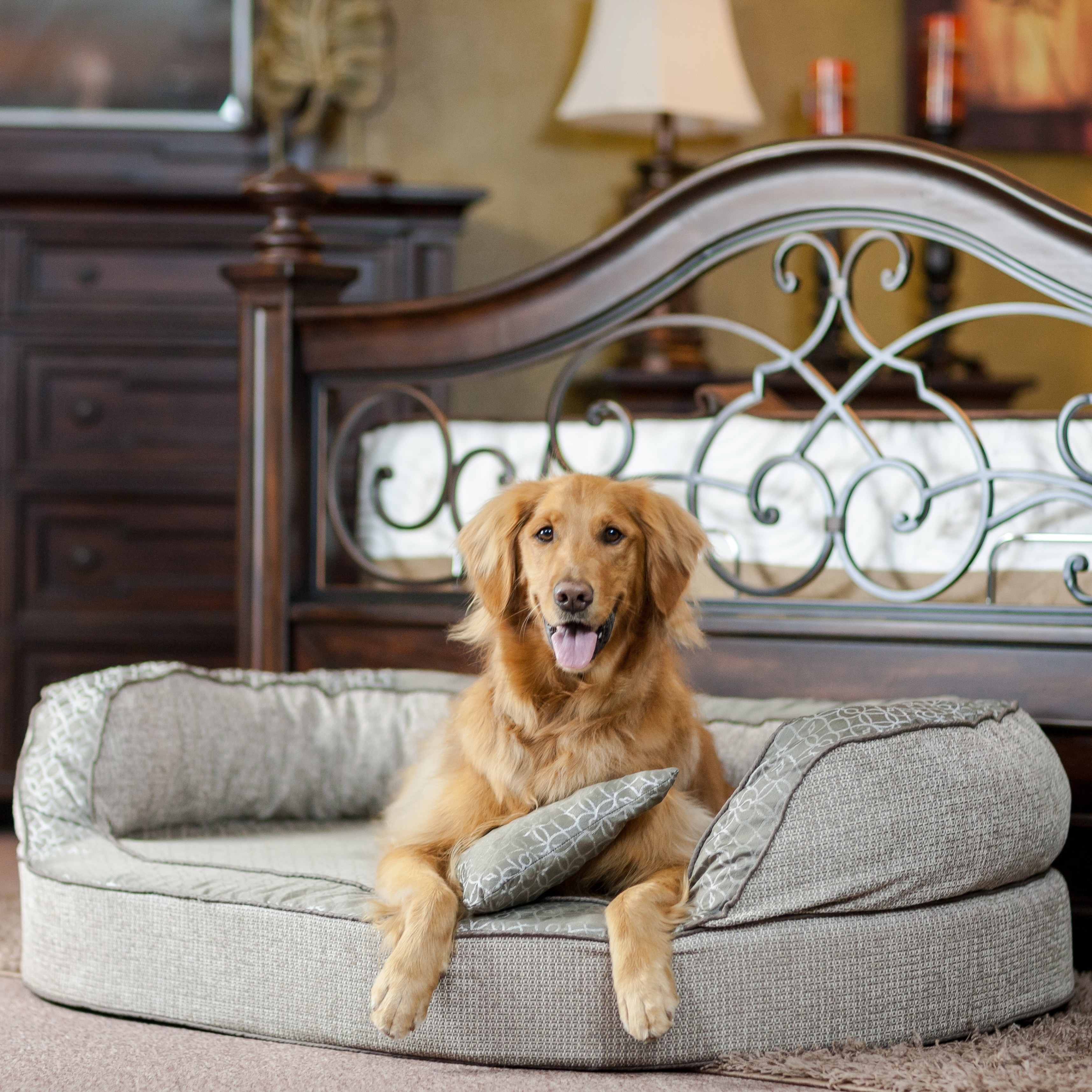 Gucci dog bed for sale, luxury dog beds