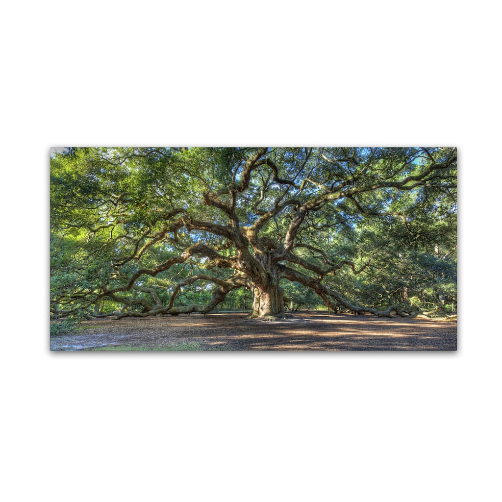 Pierre Leclerc 'Angel Oak Charleston' Gallery Wrapped Canvas Wall Art