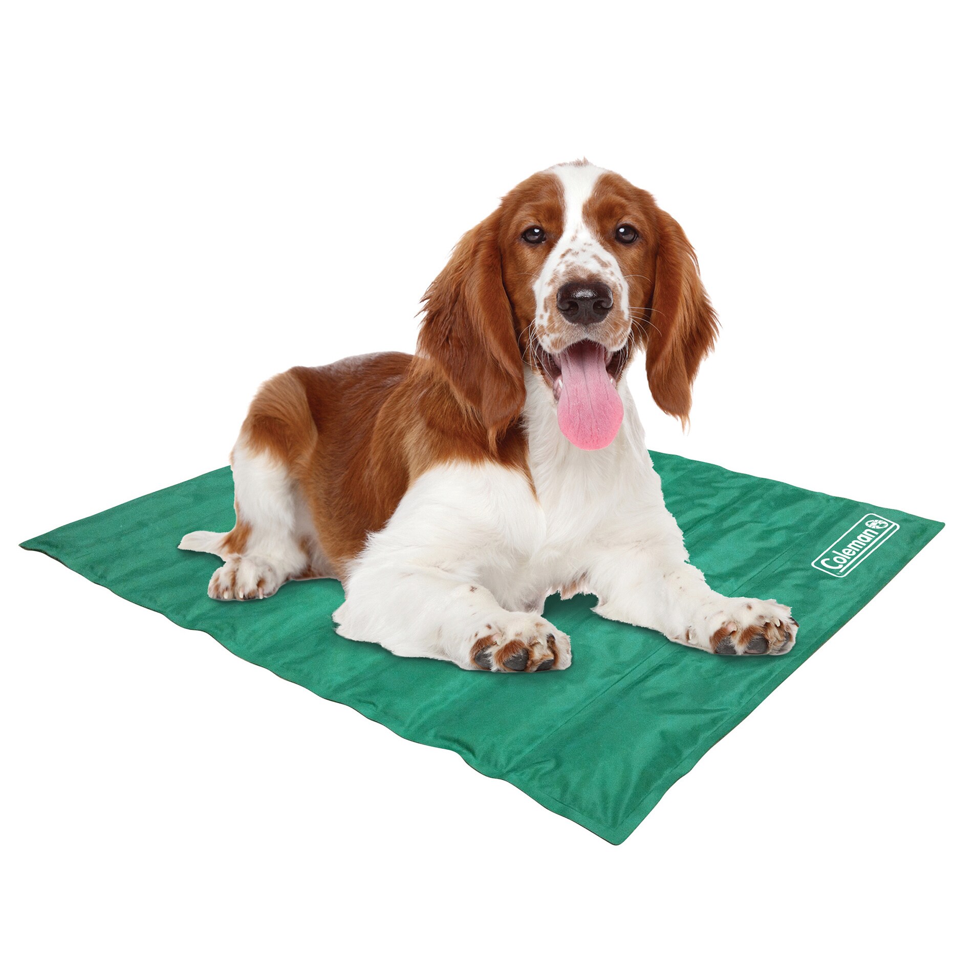 coleman folding dog cot