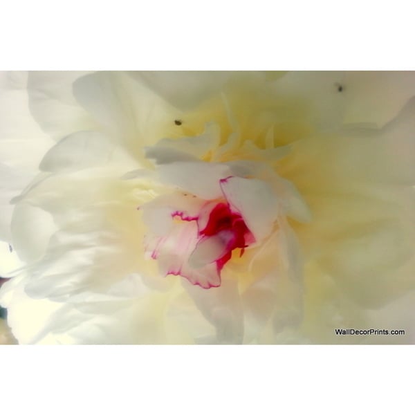 White Peony Print Wall Art   17436213 Top