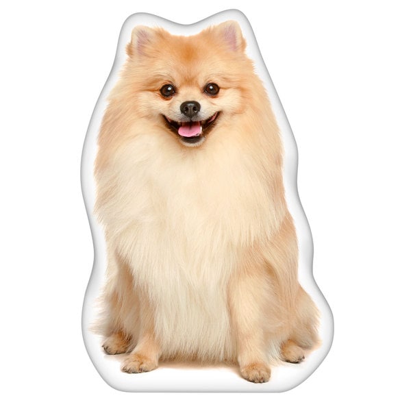 pomeranian pillow