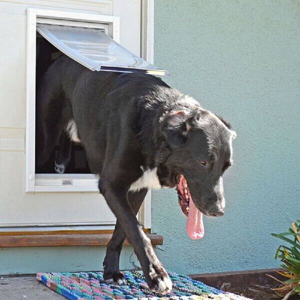 Shop Endura Flap Single Flap Pet Door For Doors Free Shipping