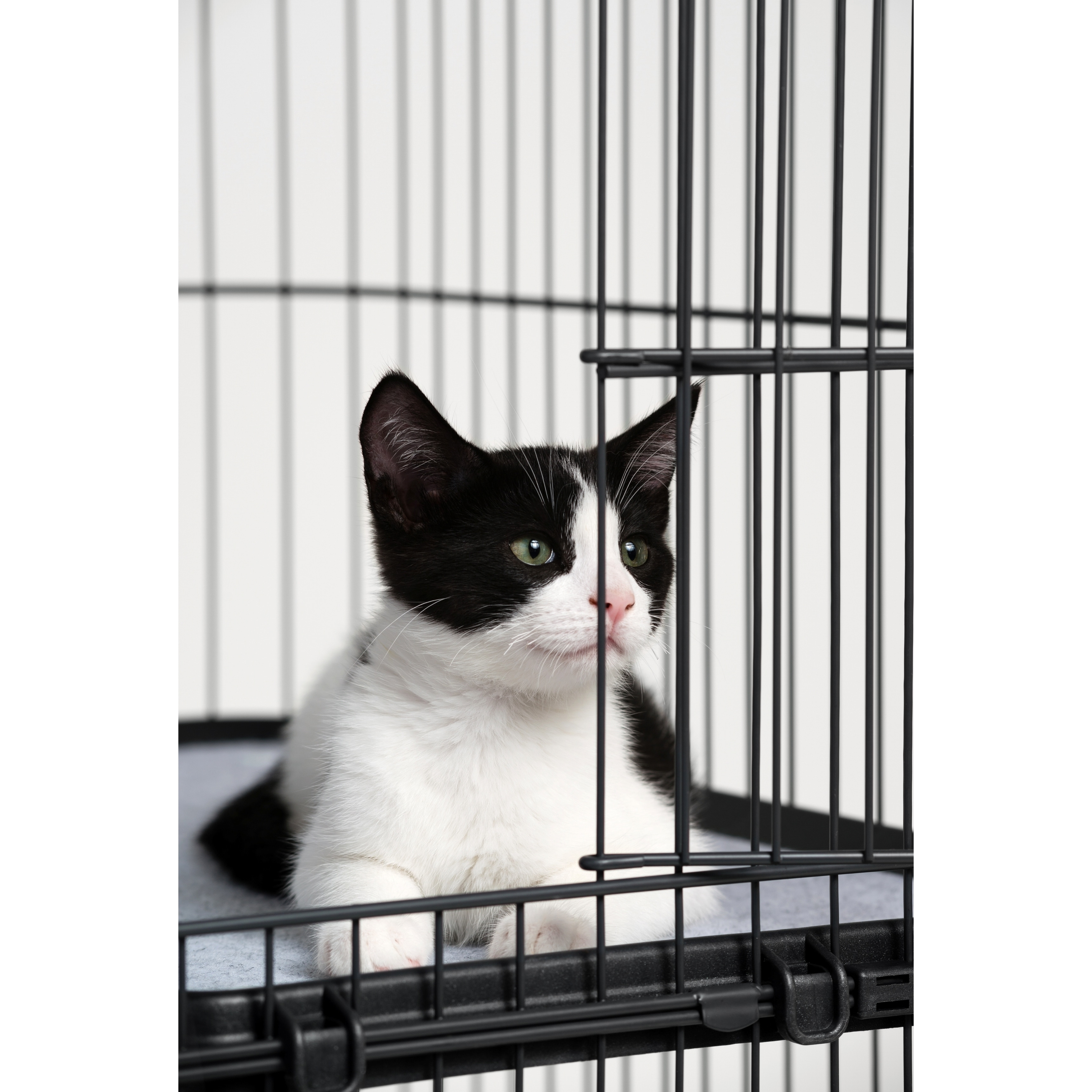 4 level cat cage